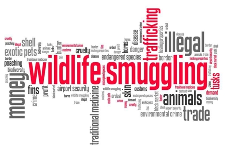 Wildlife word chart